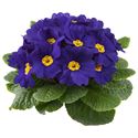 Afbeelding van Primula P10.5 Blue